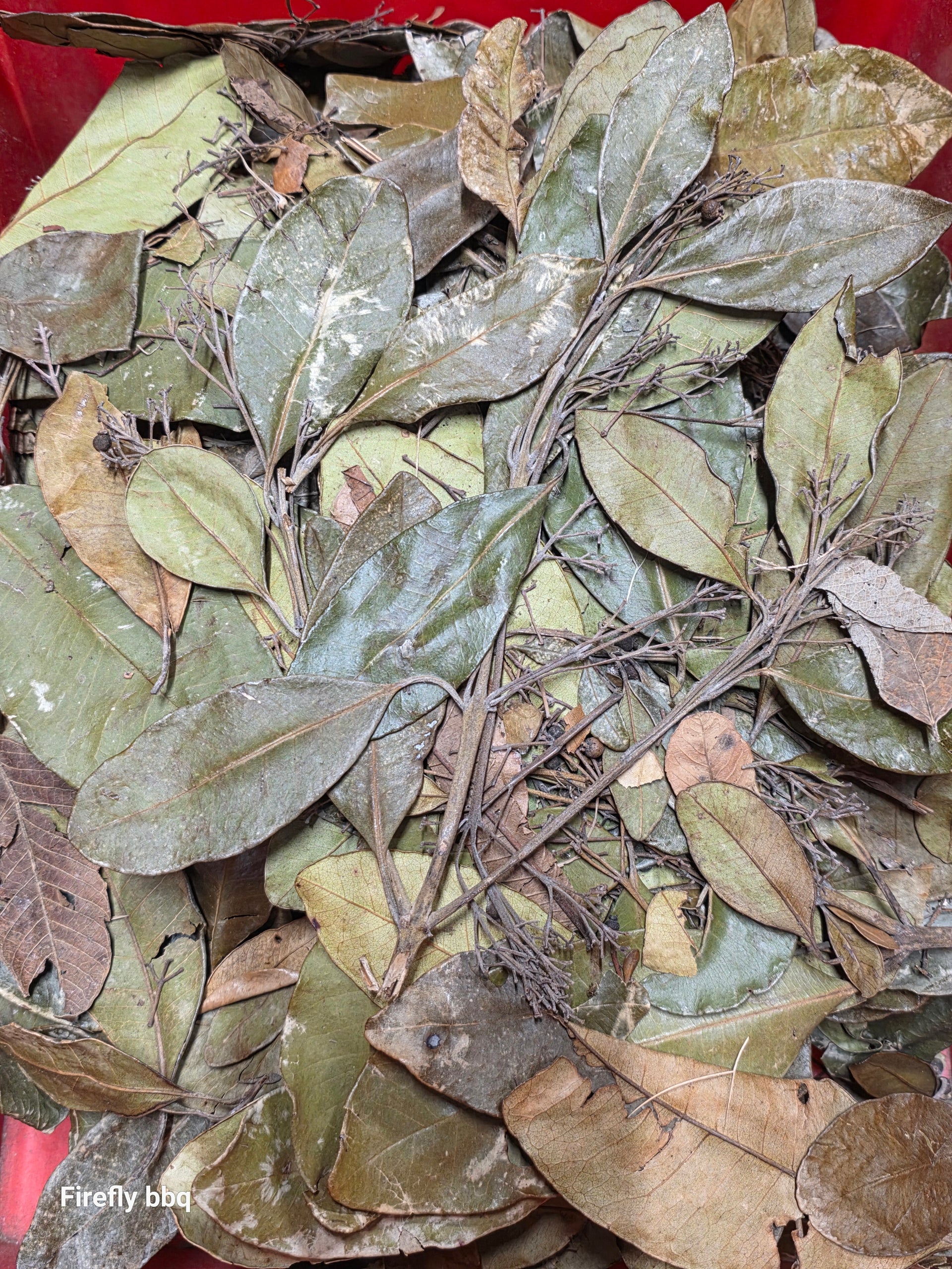 Jamaican Pimento Leaves - Jamaican Pimento Leaves for Jerk Flavor