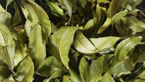 Pimento Leaf (Jamaican Allspice) - jerk, pimento, pimento leaves. FireFly Barbecue by FireFly Barbecue